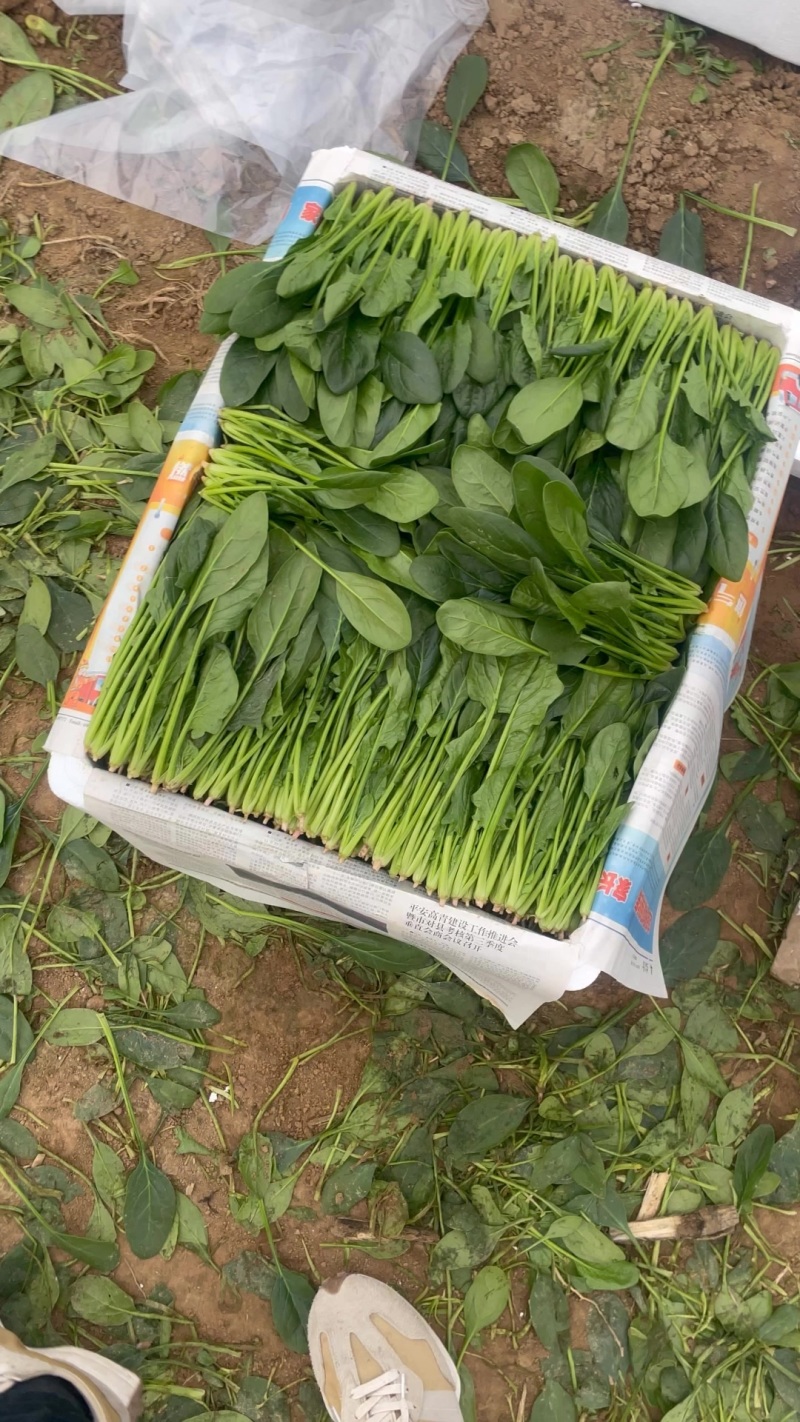 精品菠菜大量现货