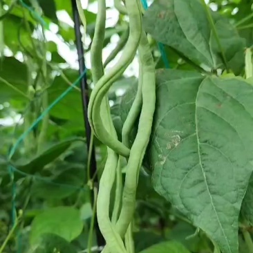 无筋豆