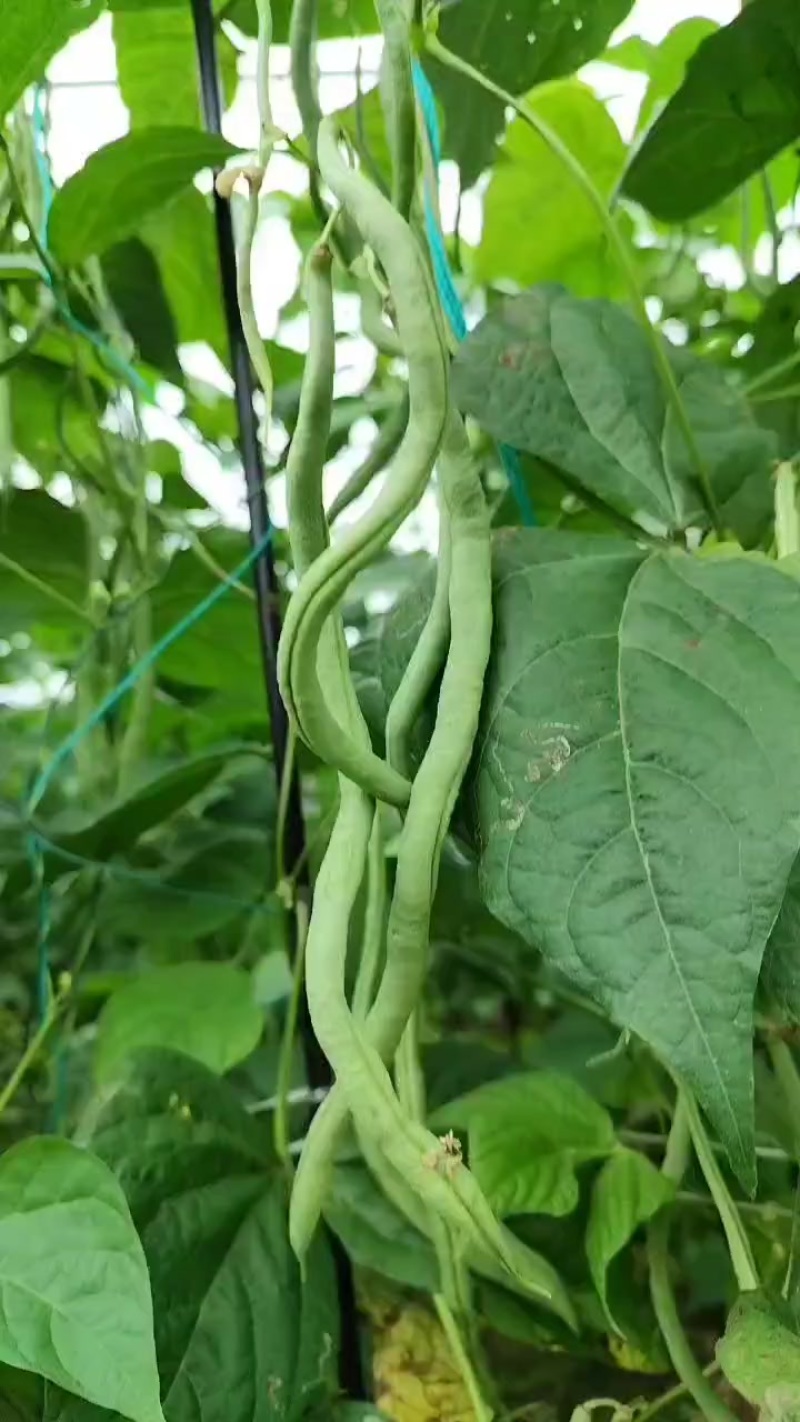 无筋豆