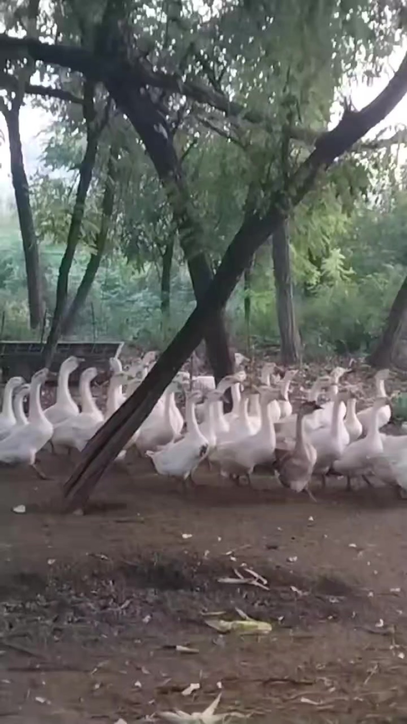 三花大鹅