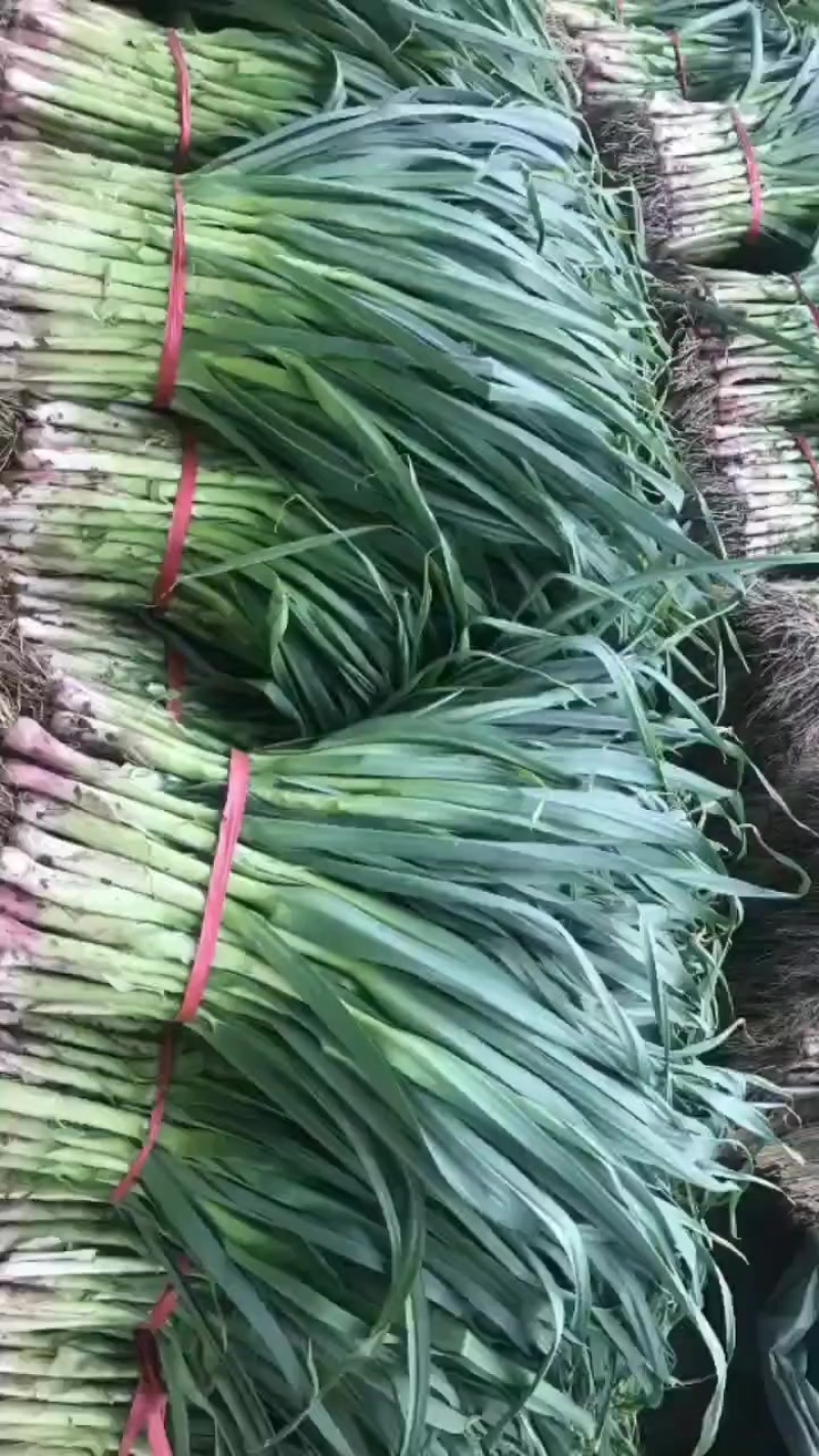 无土蒜苗