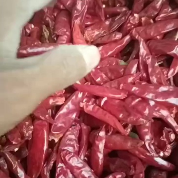 精品三樱椒