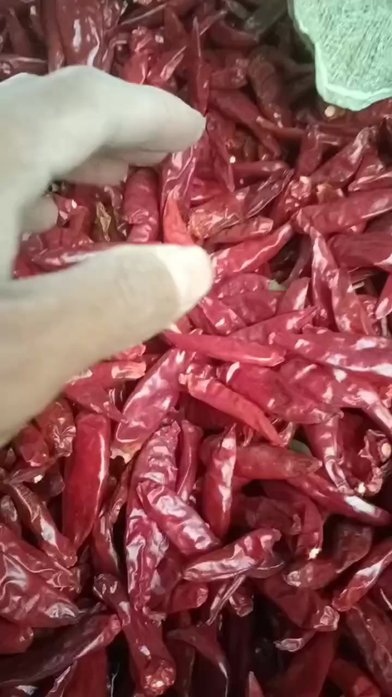 精品三樱椒