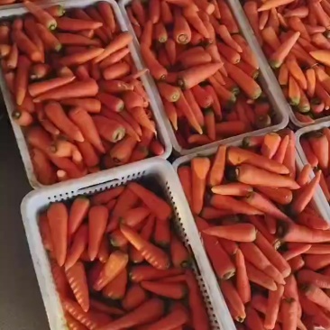 东台胡萝卜大量上市