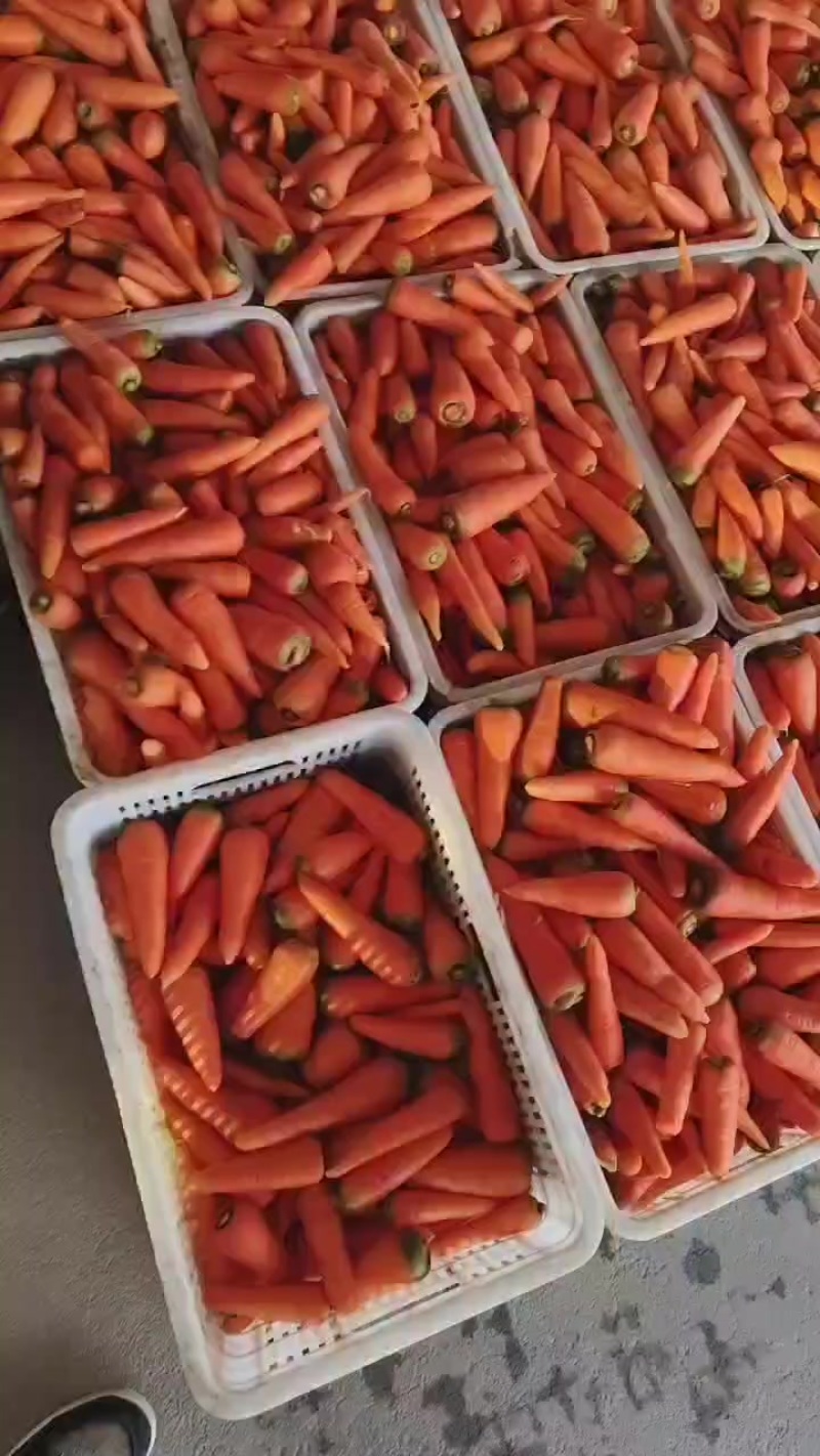 东台胡萝卜大量上市