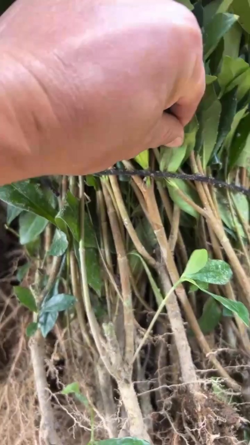 福鼎山栀子苗