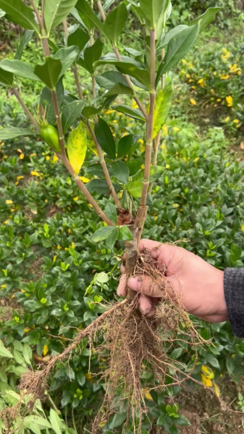 福鼎山栀子苗