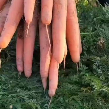 胡萝卜