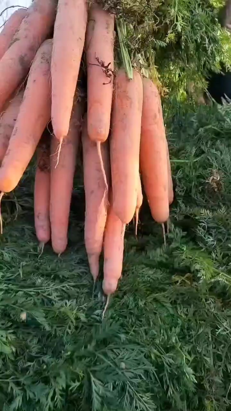 胡萝卜