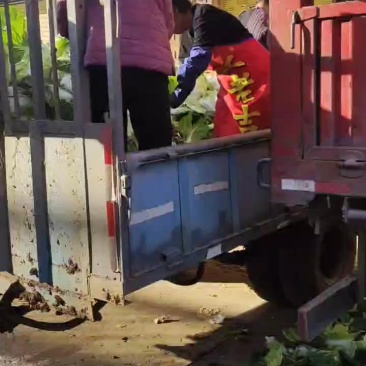黄心大白菜大量上市了需要的联大量共应