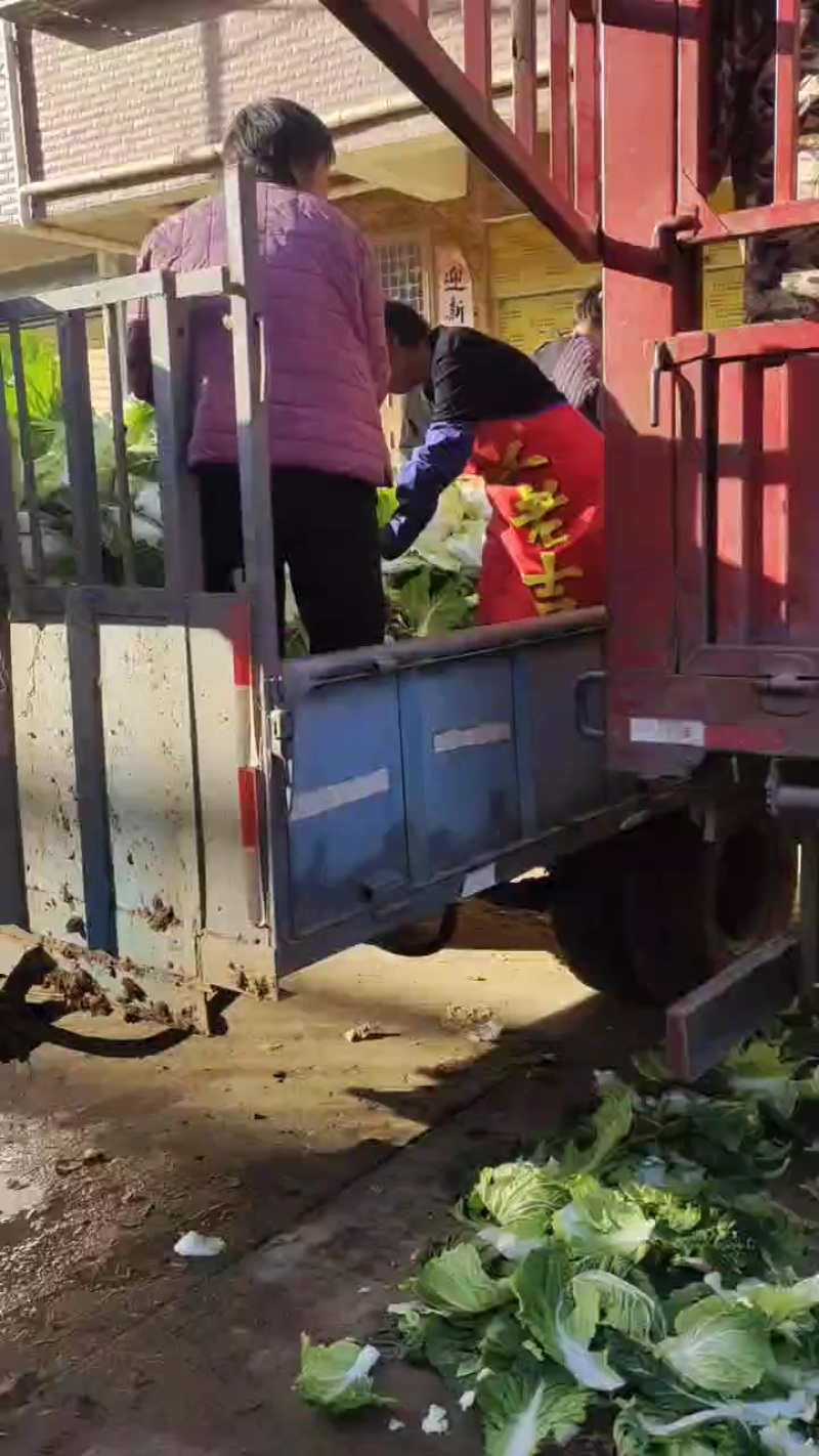 黄心大白菜大量上市了需要的联大量共应