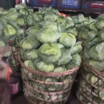 包菜专业户