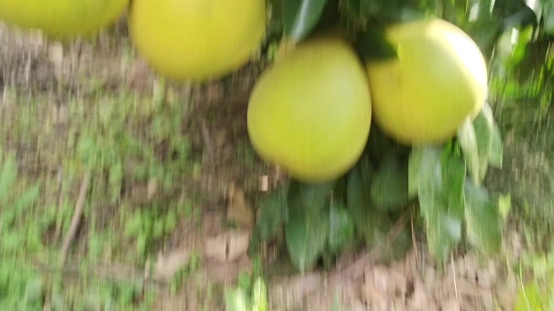 精品红柚（树上统货）