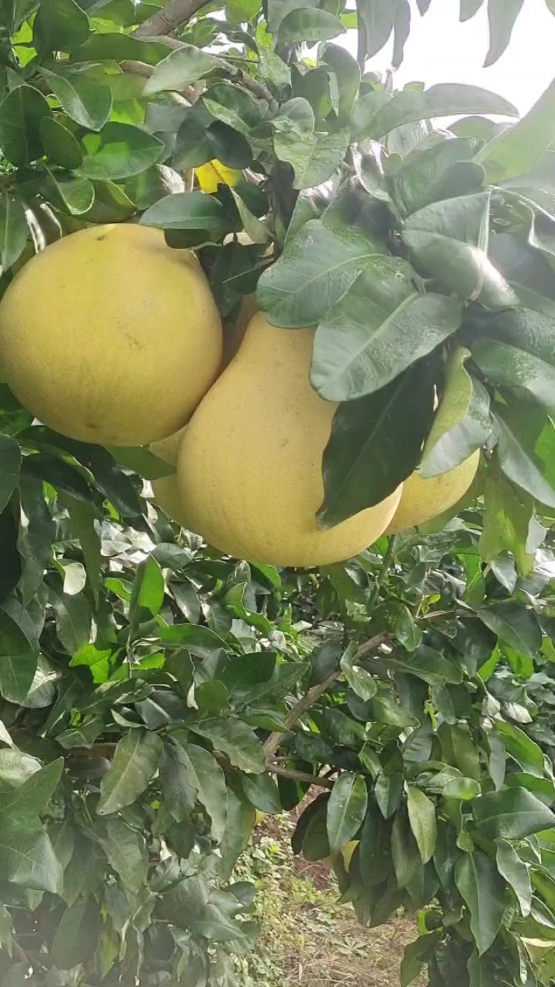 精品红柚（树上统货）