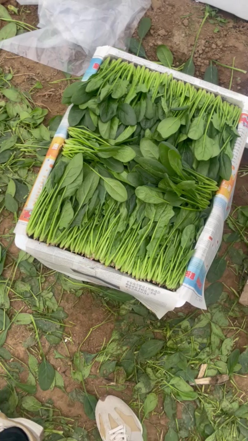精品两排半