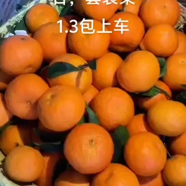 爱媛果冻橙1.3包上车，套袋果，树上还有40万斤