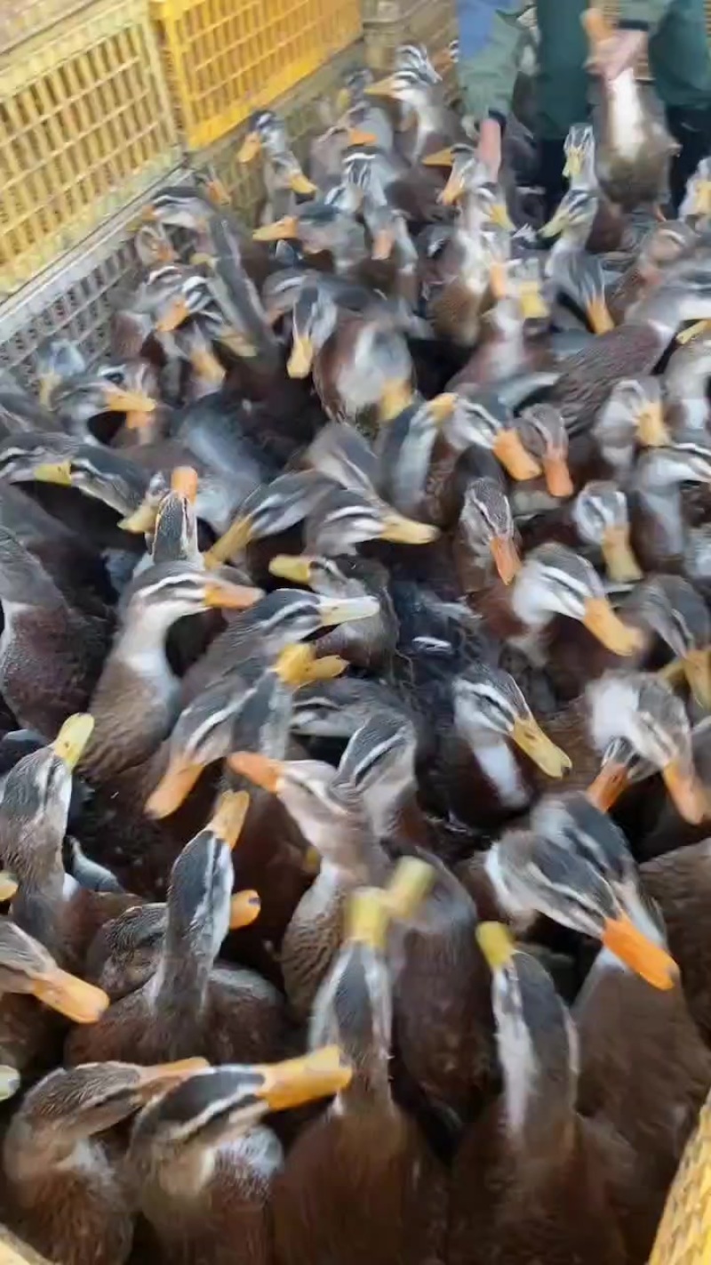 麻鸭