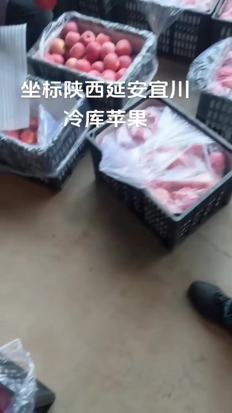 冷库货，陕西延安宜川苹果