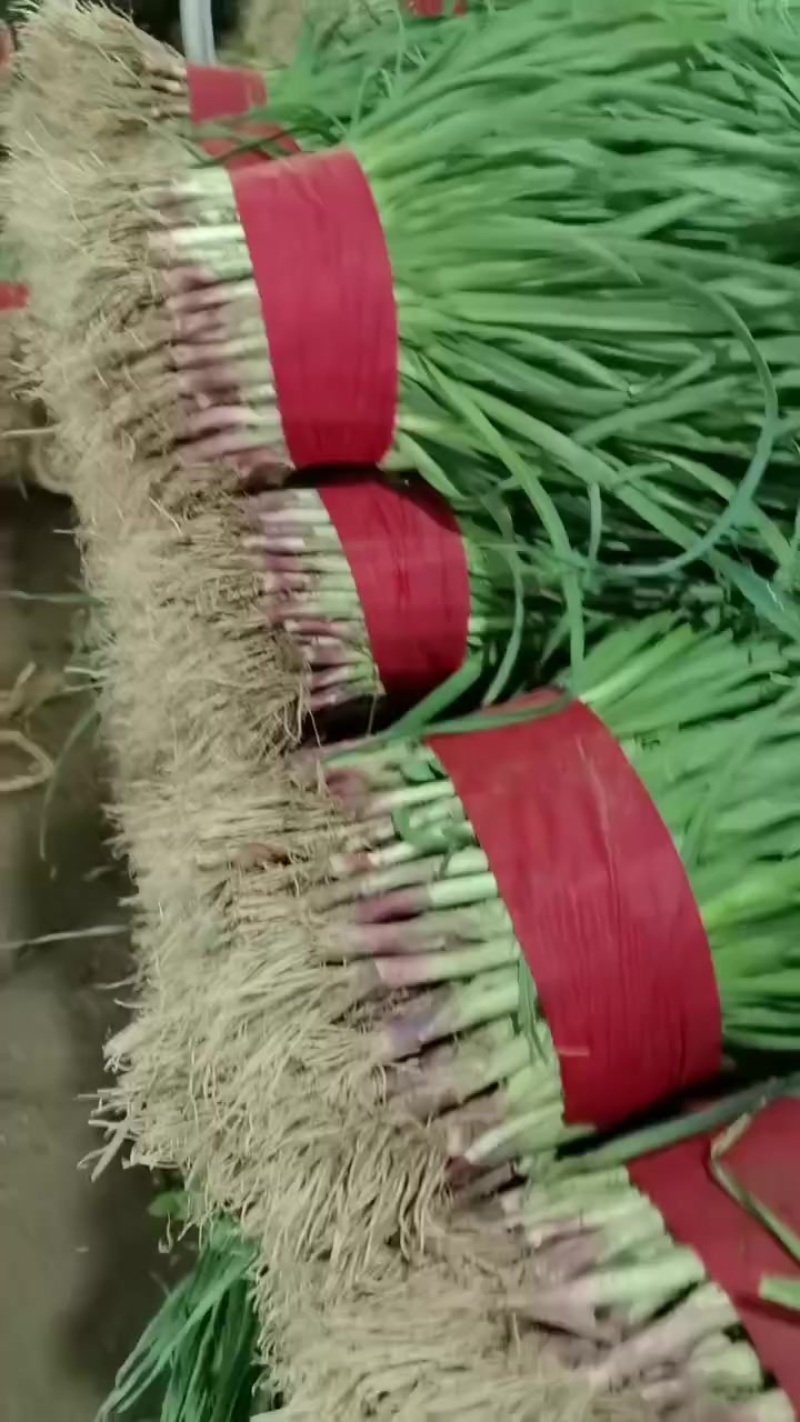 又大又好看的蒜苗