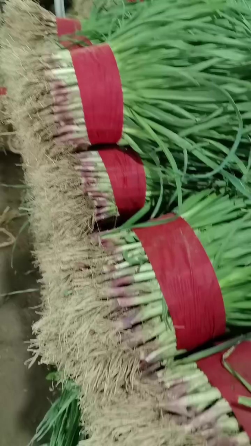 又大又好看的蒜苗