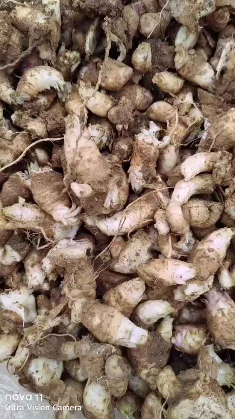 玄参段苗