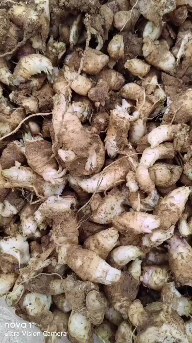 玄参段苗