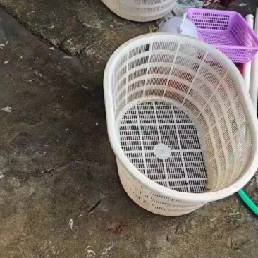 纯野生小黄鱼，便宜，大量有货，找我找我
