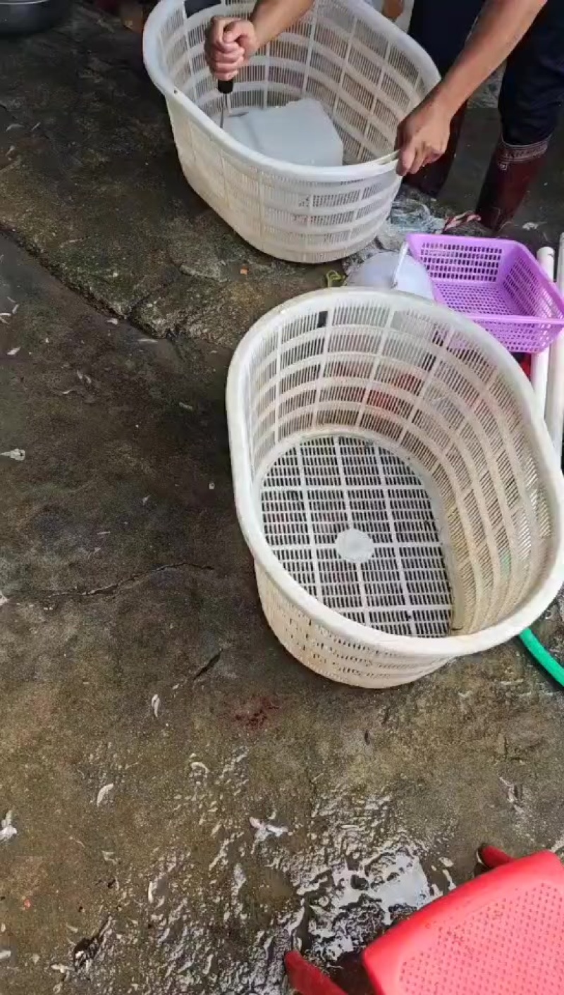 纯野生小黄鱼，便宜，大量有货，找我找我