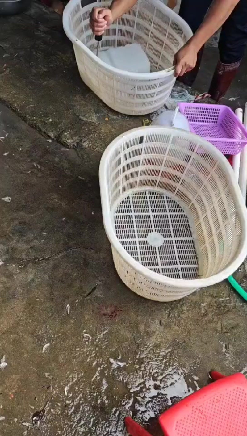 纯野生小黄鱼，便宜，大量有货，找我找我