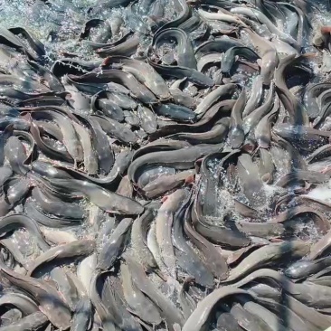 鲶鱼