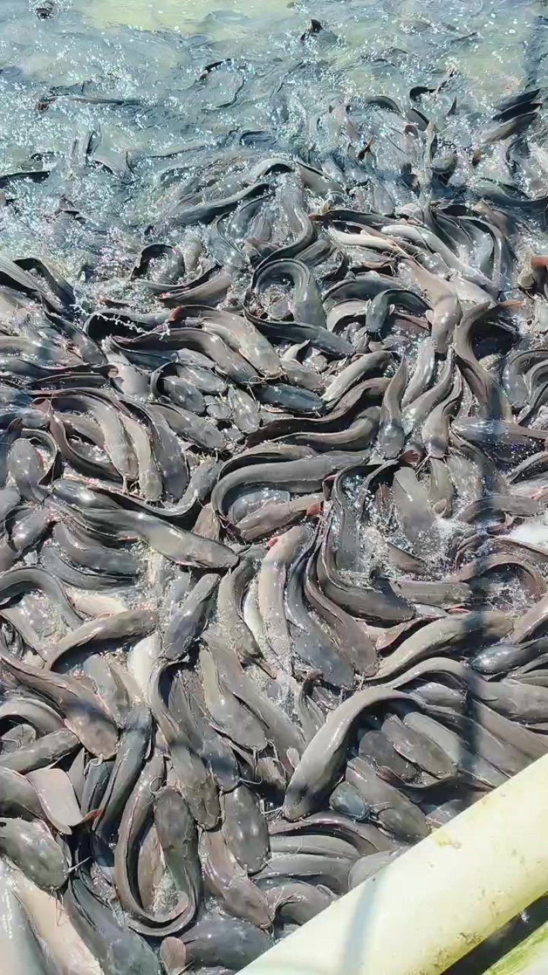 鲶鱼