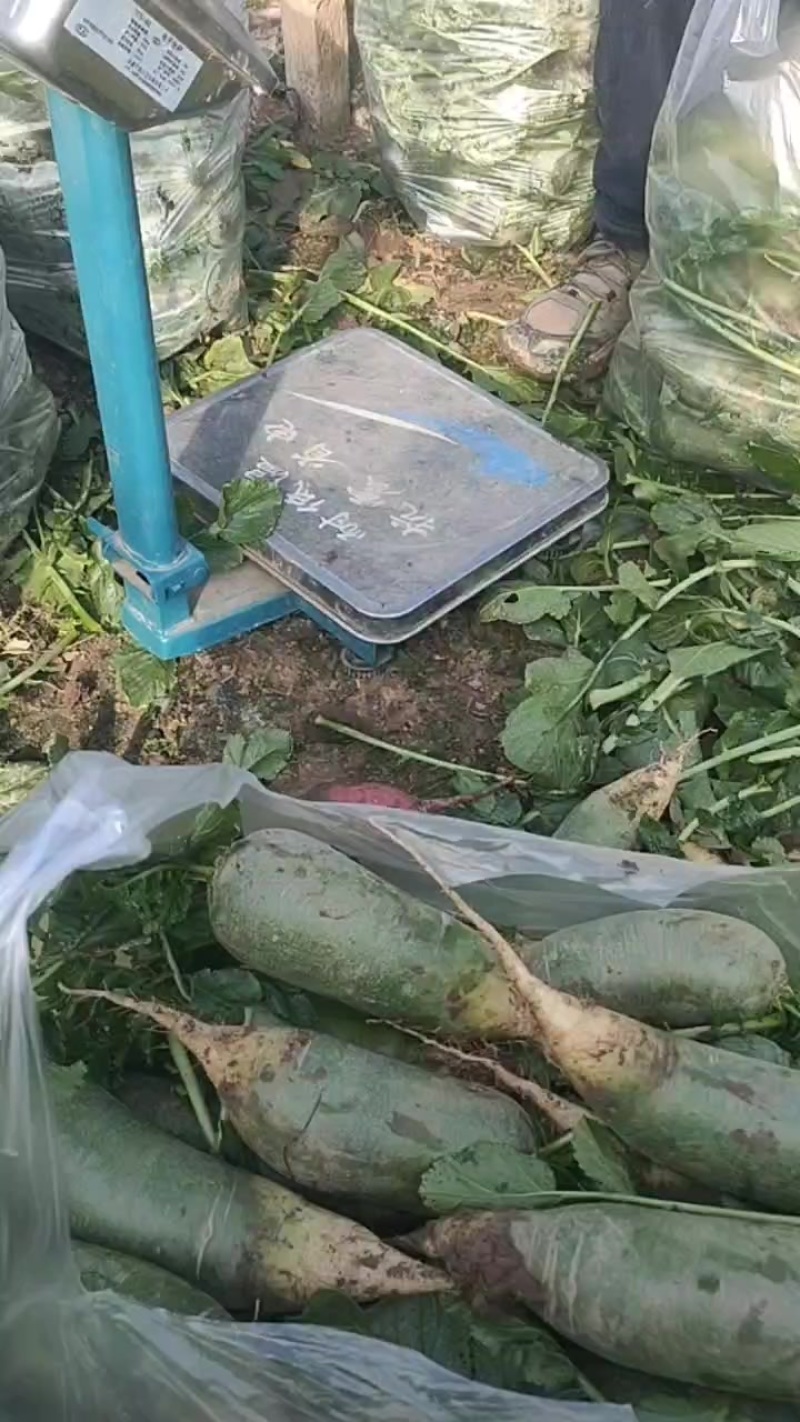 天津沙窝萝卜一件代发，寻求合作伙伴代销代卖，快递一箱包邮