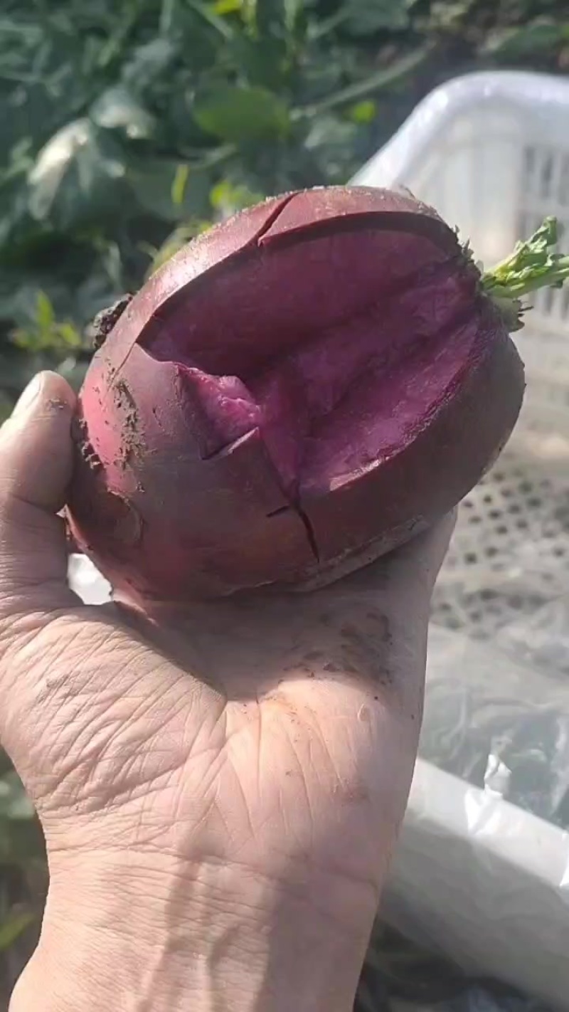 天津沙窝萝卜一件代发，寻求合作伙伴代销代卖，快递一箱包邮