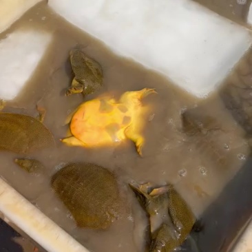 汉寿黄油甲鱼，黄沙鳖