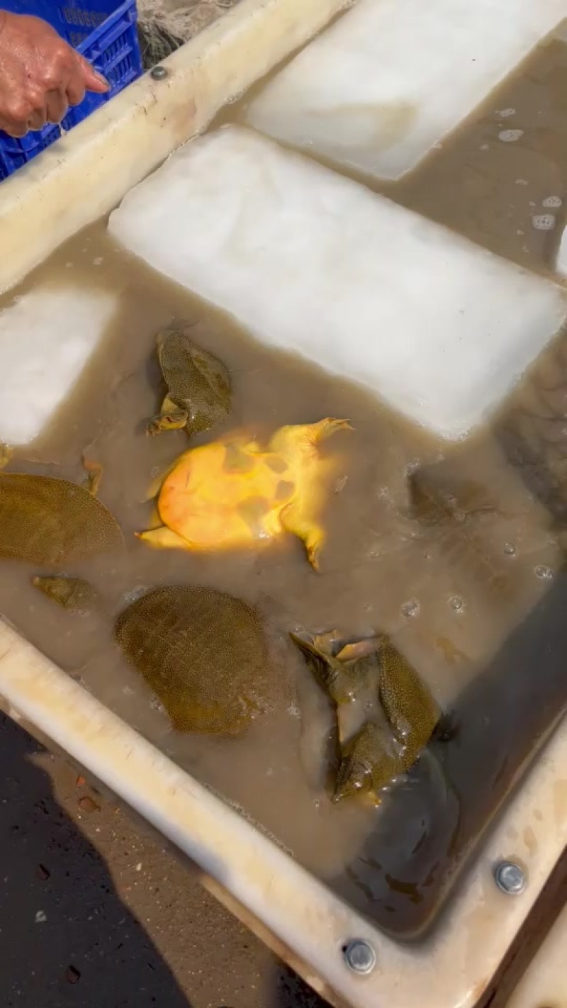 汉寿黄油甲鱼，黄沙鳖