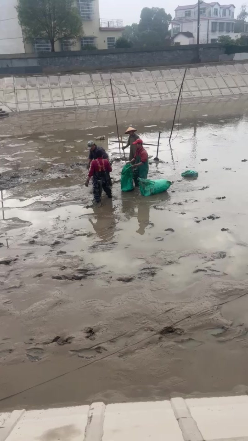 汉寿黄油甲鱼，黄沙鳖