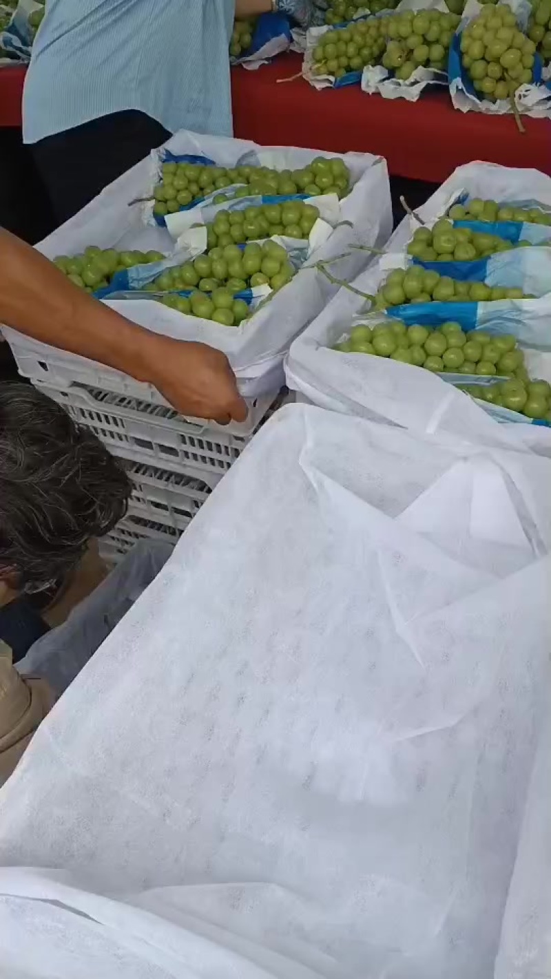 阳光玫瑰葡萄