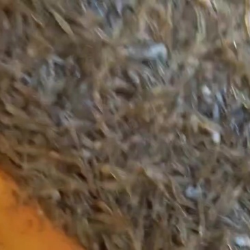 河虾，便宜，非常漂亮，抢手，要的赶紧