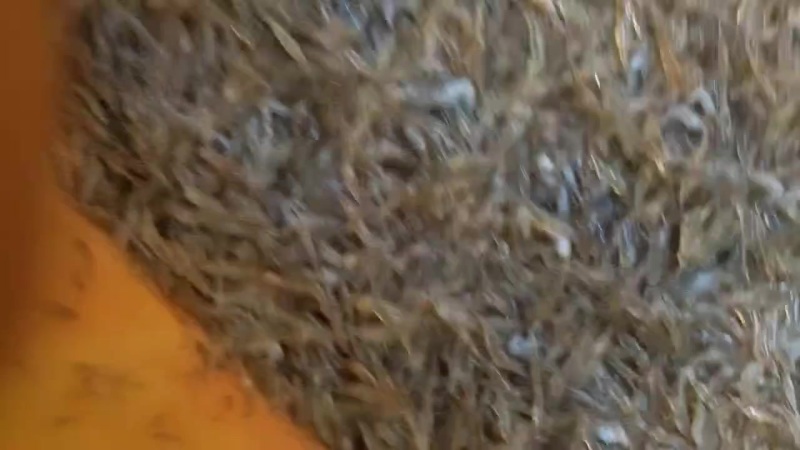 河虾，便宜，非常漂亮，抢手，要的赶紧