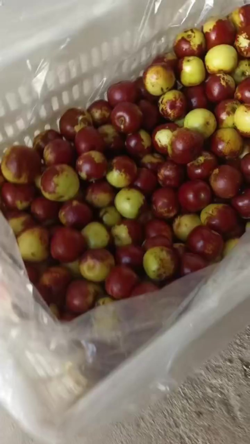 沾化冬枣