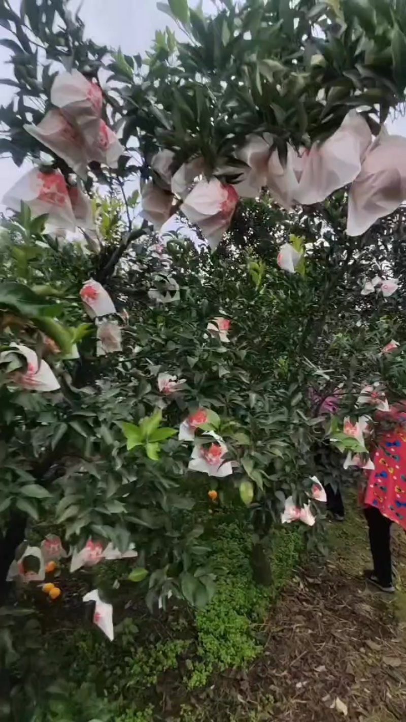 纯甜耙耙柑，随挑随选，你能想到的都能选，皮毛干净，速度来