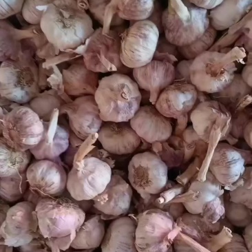 中牟大蒜主产区，大量供应蒜米料，市场蒜米，大型扒米场