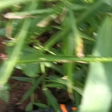 云南普洱墨i江文武小黄姜，源于自然，接近生态，手工铲除杂，