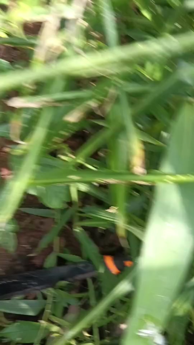 云南普洱墨i江文武小黄姜，源于自然，接近生态，手工铲除杂，