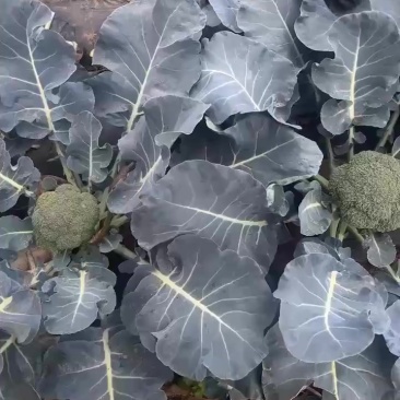 西兰花