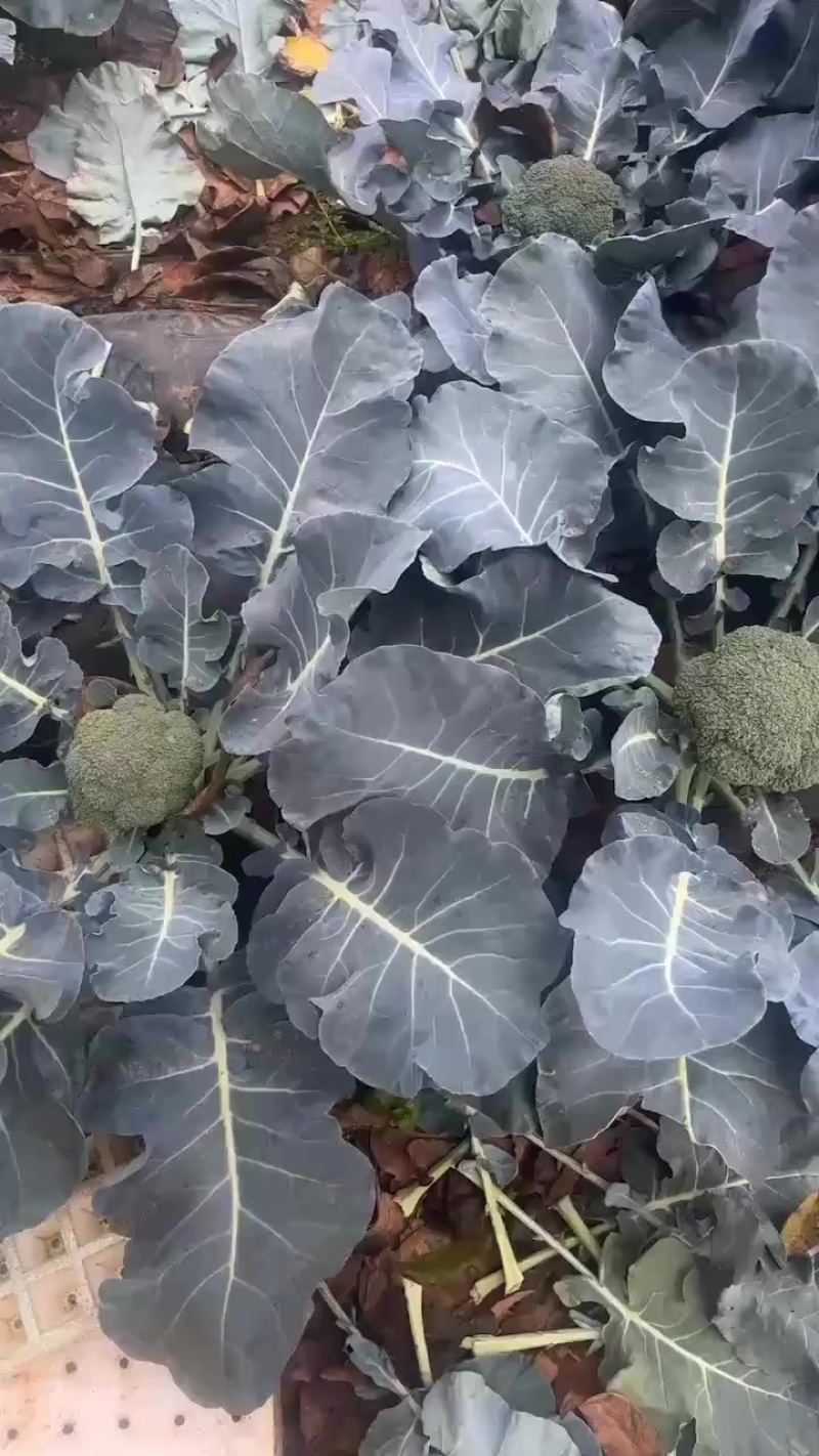 西兰花