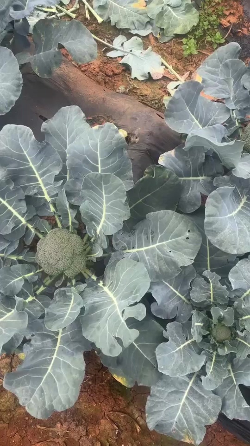 西兰花
