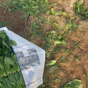 精品菠菜品类齐全量大从优