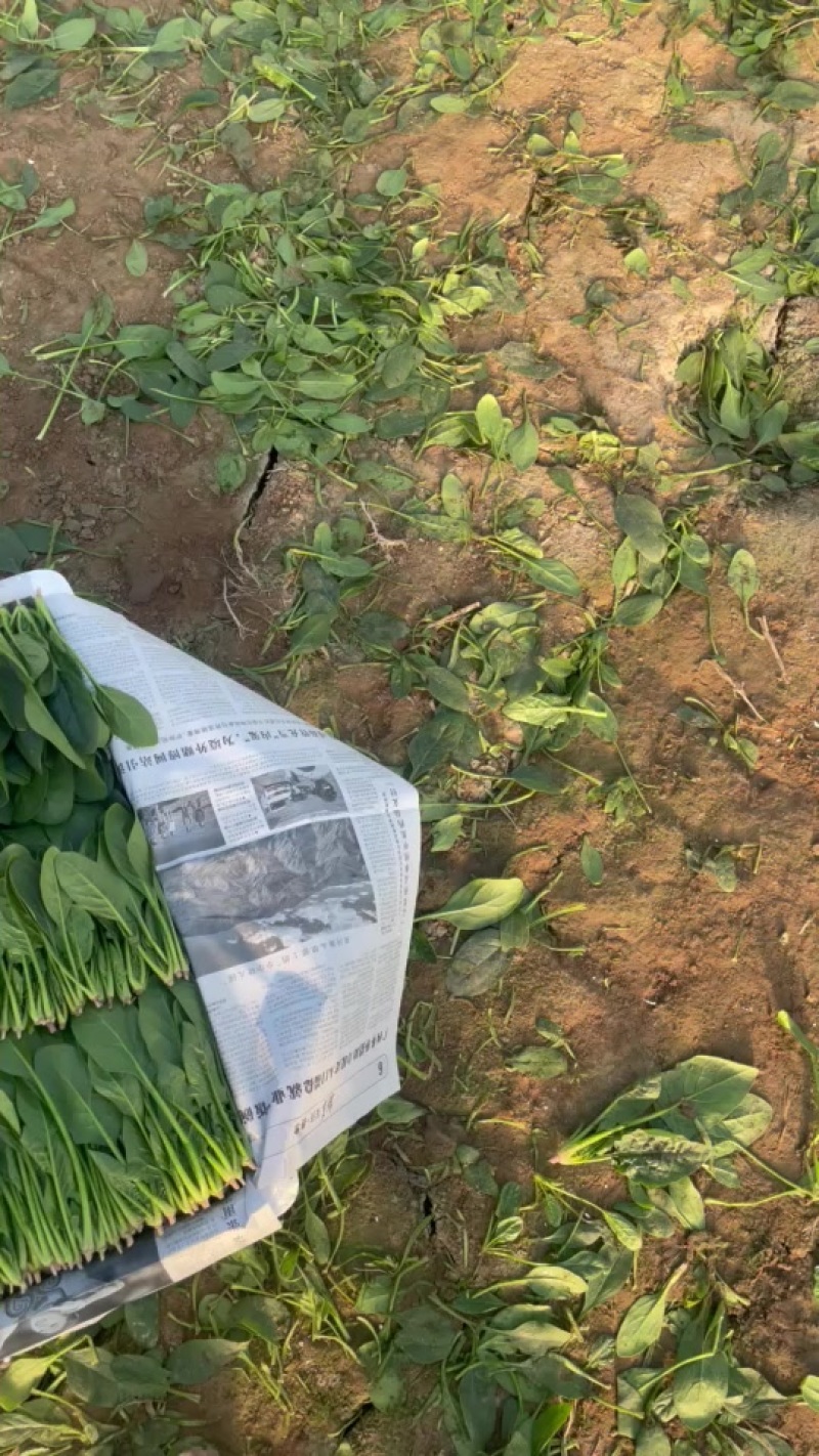 精品菠菜品类齐全量大从优