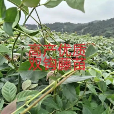 双钩藤